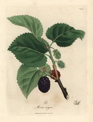 Zwarte moerbei, Morus nigra