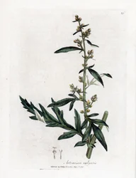 Bijvoet, Artemisia vulgaris. Illustratie van James Sowerby uit William Woodville en Sir William Jackson Hooker