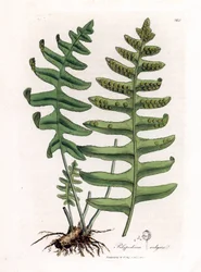 Gewone eikvaren of houtzoethout (varen) - Gewone eikvaren, Polypodium vulgare. Handgekleurde kopergravure uit een botanische illustratie door James Sowerby uit William Woodville en Sir William Jackson Hooker