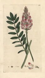Gewone esparcette, Onobrychis viciifolia (Hedysarum onobrychis) (Gecultiveerde esparcette)