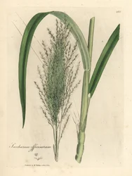 Gewone suikerriet, Saccharum officinarum