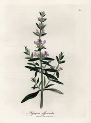 Compendiale hysop. Illustratie van James Sowerby in 