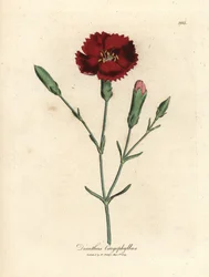Karmozijnrode anjer, kruidnagelroos, Dianthus caryophyllus