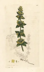 Kruisbladige walstro, Cruciata laevipes (Galium cruciatum). Handgekleurde kopergravure naar een illustratie van James Sowerby uit James Smith