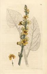 Donkere toorts, Verbascum nigrum (zwarte toorts). Handgekleurde kopergravure naar een illustratie van James Sowerby uit James Smith