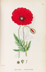 Engelse Botanica, 1790-1800