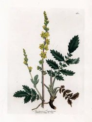 Eupatory zuur - Agrimonie, Agrimonia eupatoria. Handgekleurde kopergravure uit een botanische illustratie door James Sowerby uit William Woodville en Sir William Jackson Hooker