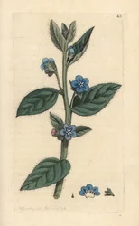 Winterharde ossentong, Pentaglottis sempervirens (Winterharde alkanet, Anchusa sempervirens)