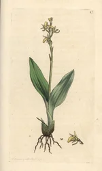 Moerasorchis, Liparis loeselii. Illustratie van James Sowerby uit James Smith
