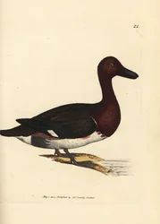 Witoogeend, Aythya nyroca (Anas nyroca, eend met olijfkleurige kuif). Handgekleurde kopergravure van James Sowerby uit The British Miscellany, or Coloured figures of new, rare, or little known animal subjects.