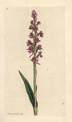Geurige orchis, Gymnadenia conopsea. Handgekleurde kopergravure naar een illustratie van James Sowerby uit James Smith