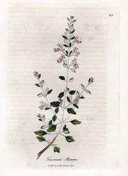 Kattenkruid, Teucrium marum. Illustratie van James Sowerby uit William Woodville en Sir William Jackson Hooker