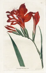 Gladiolus kardinaal