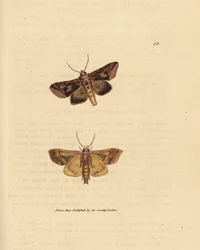 Goudspikkel mot, Autographa bractea (Phalaena Noctua bractea). Handgekleurde kopergravure door James Sowerby uit The British Miscellany, of Coloured figures of new, rare, or little known animal subjects.