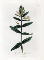 Gratiole officinale - Heggenhysop, Gratiola officinalis. Handgekleurde kopergravure uit een botanische illustratie van James Sowerby uit William Woodville en Sir William Jackson Hooker