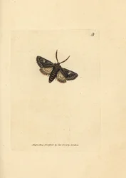 Groen-gestippelde stipmot, Valeria oleagina (Phalaena Bombyx oleagina)