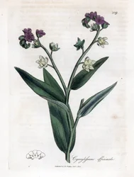 Hondstong, Cynoglossum officinale. Handgekleurde kopergravure uit een botanische illustratie door James Sowerby uit William Woodville en Sir William Jackson Hooker