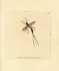 Sluipwesp, Rhyssa persuasoria