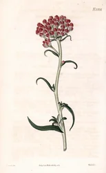 Immortelle ster - Helichrysum stellatum. Handgekleurde kopergravure door Weddell naar een illustratie van James Sowerby uit Samuel Curtis