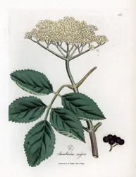 Grote vlier of zwarte vlier - Gewone zwarte vlierboom, Sambucus nigra. Handgekleurde kopergravure uit een botanische illustratie door James Sowerby uit William Woodville en Sir William Jackson Hooker