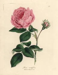 Grote roze honderdbladige roos, Rosa centifolia