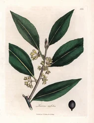 Laurier saus. Handgekleurde kopergravure uit een tekening door James Sowerby (1757-1822), in Botanique Medicinale