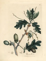 Bladeren en eikels van de zomereik, Quercus robur