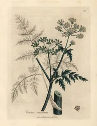 Bladeren en bloemen van dolle kervel, Conium maculatum