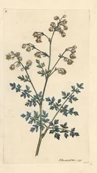 Kleine ruit, Thalictrum minus. Handgekleurde kopergravure naar een illustratie van James Sowerby uit James Smith