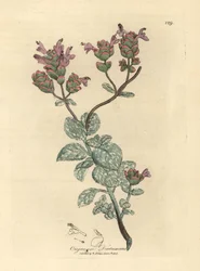 Lila bloeiende dictamnus van Kreta, Origanum dictamnus