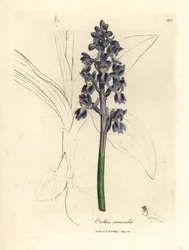 Mannelijke orchis, Orchis mascula