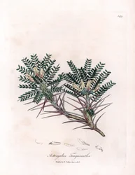 Marseille Astragalus of moederkussen - Geitendoorn melkveder, Astragalus tragacantha. Handgekleurde kopergravure uit een botanische illustratie door James Sowerby uit William Woodville en Sir William Jackson Hooker