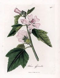 Marshmallow officinale of wilde of witte paarse marshmallow, Althaea officinalis. Handgekleurde kopergravure uit een botanische illustratie van James Sowerby uit William Woodville en Sir William Jackson Hooker