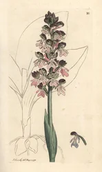 Militaire orchis, Orchis militaris
