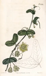 Passiebloem variëteit - Passiflora biflora (Crescent-bladige passiebloem, Passiflora lunata)
