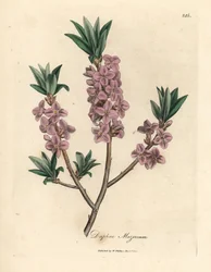 Roze bloeiende peperboompje
