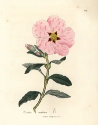 Roze bloeiende Kretenzische cistus, Cistus creticus