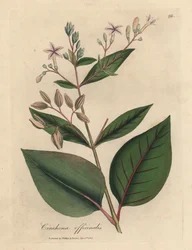 Roze bloeiende kinaboom, Cinchona officinalis