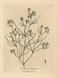 Roze komijnbloem, Cuminum cyminum