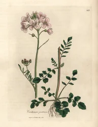 Roze bloeiende pinksterbloem, Cardamine pratensis