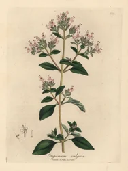 Roze bloeiende wilde marjolein, Origanum vulgare