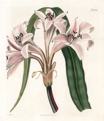 Roze lelie variëteit - Roze gestreepte trompetlelie, Crinum latifolium (Molucca crinum, Crinum moluccanum)
