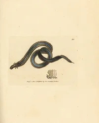 Borstelworm, Phyllodoce lamelligera (Nereis lamelligera). Handgekleurde kopergravure door James Sowerby uit The British Miscellany, of Coloured figures of new, rare, or little known animal subjects.