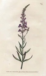 Paarse Linar - Lithografie door James Sowerby (1757-1822), uit William Curtis