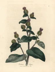 Paarsbloemige klis, Arctium lappa