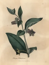 Paarsbloeiende wolfskers, Atropa belladonna