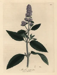Paarse bloeiende pepermunt, Mentha piperita