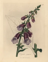 Paarse vingerhoedskruid, Digitalis purpurea
