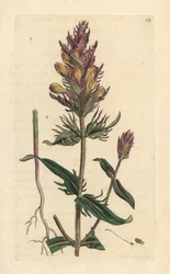 Paarse of veldkoekoeksbloem, Melampyrum arvense