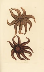 Paarse zonster, Solaster endeca